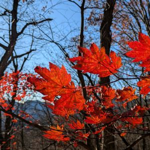 コハウチワカエデ,ハウチワカエデ,山野草の画像