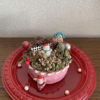 多肉植物 寄せ植え,カリシア,葉挿し赤ちゃん,クリスマスツリー,映画の日の画像