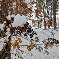 ツルアジサイ,冬の風景,旭川,外国樹種見本林の画像