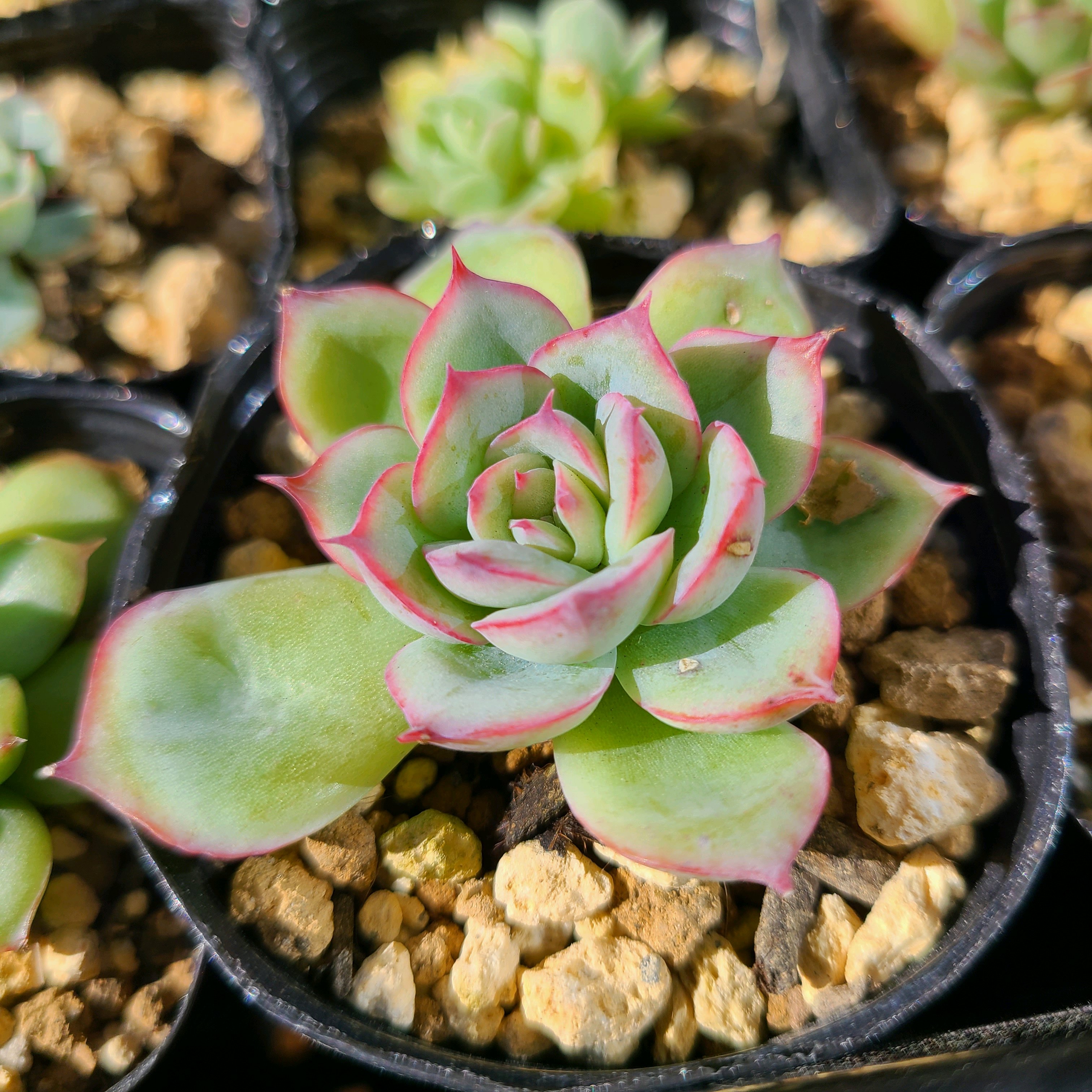 多肉植物   シルエット　双頭 多肉植物 シルエット 双頭 【公式通販】