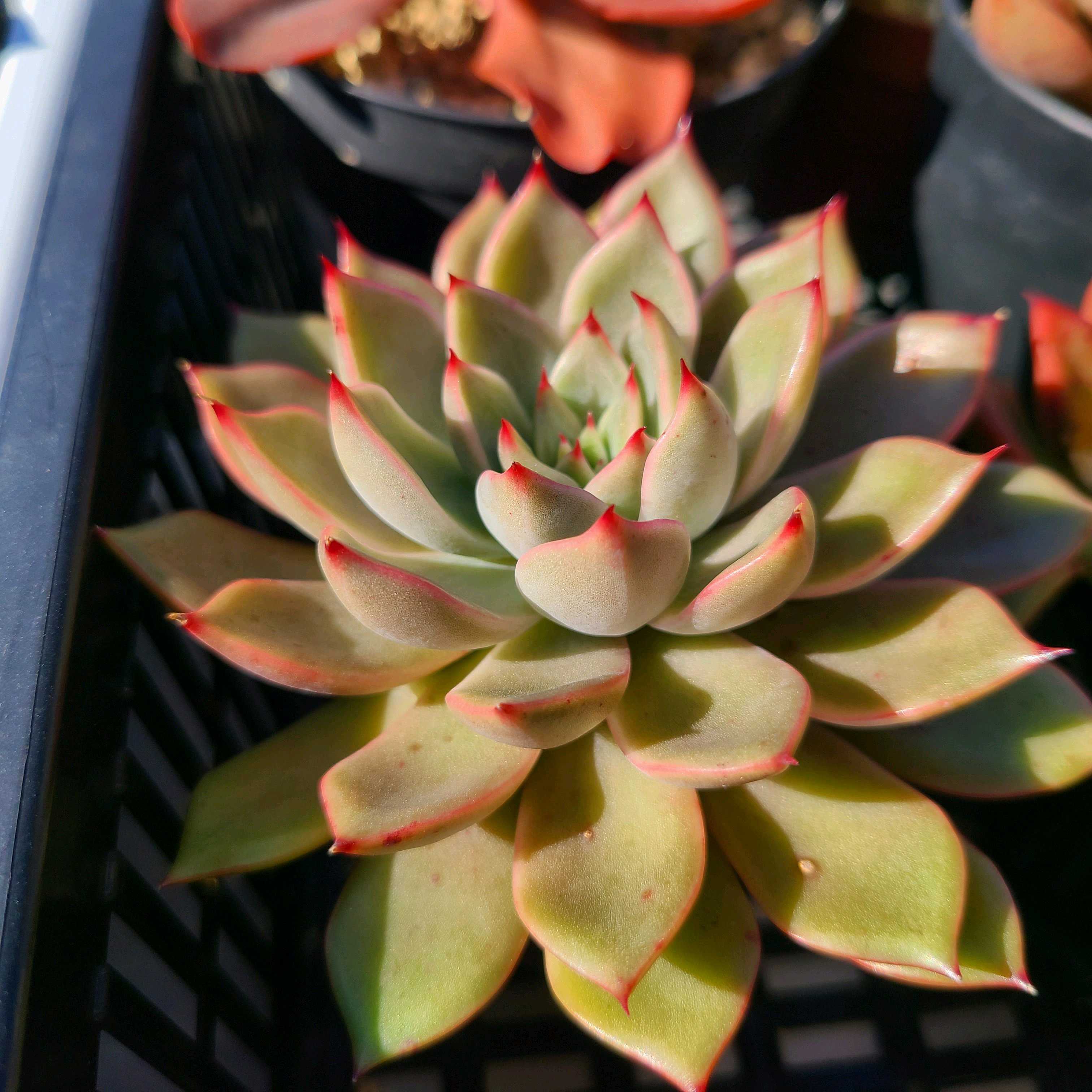 スイートプリンスの成長記録💗👑｜🍀GreenSnap（グリーンスナップ）