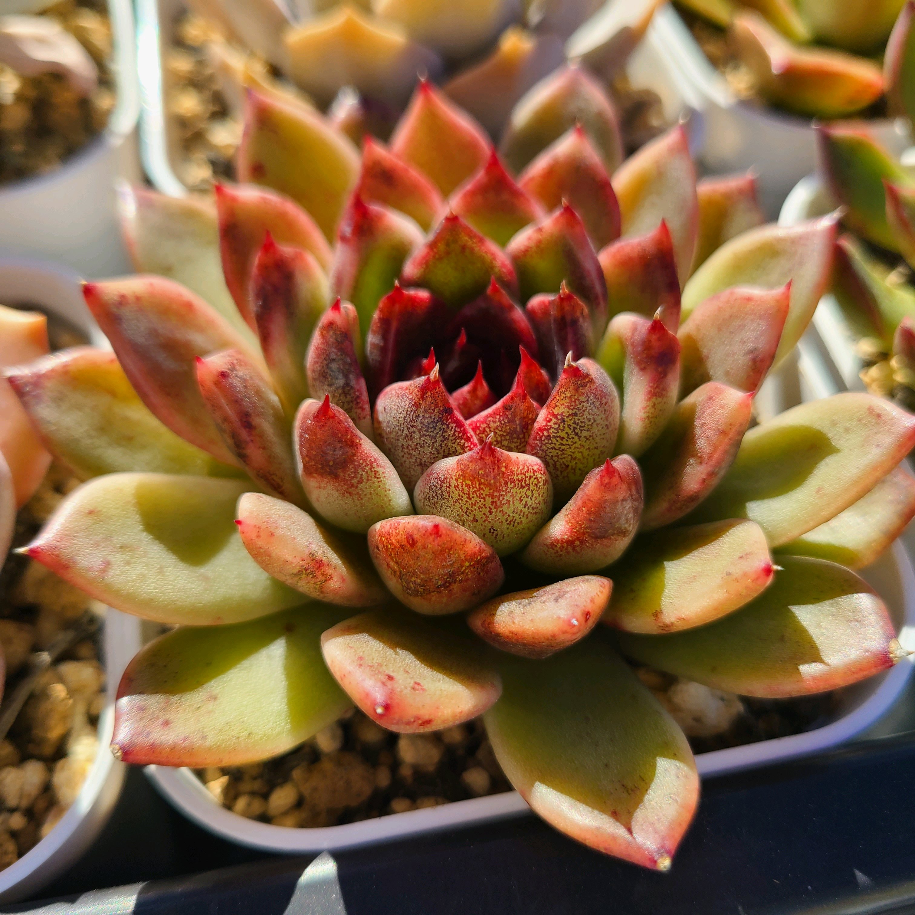 速達便　多肉植物　フラメンコ錦　発根済 速達便 多肉植物 フラメンコ錦 発根済 速達便 多肉植物 フラメンコ錦