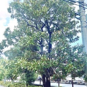 タイサンボク,金沢市,石川県,チーム石川の画像