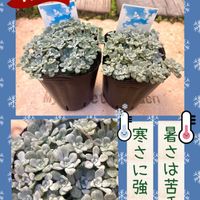 白雪ミセバヤ,ケープブランコ,多肉植物,聖蹟桜ヶ丘,ちまちま屋販売品の画像