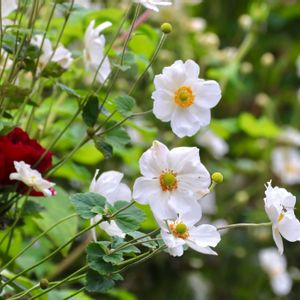 秋明菊,イングリッシュガーデン,広い庭の画像