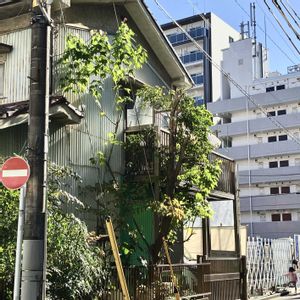 スキマ植物,街の植栽,植物散歩,街中の植物の画像