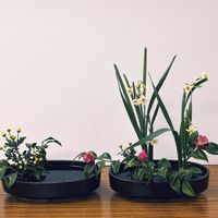 スイセン,水仙,小菊,日本水仙,つばきの画像