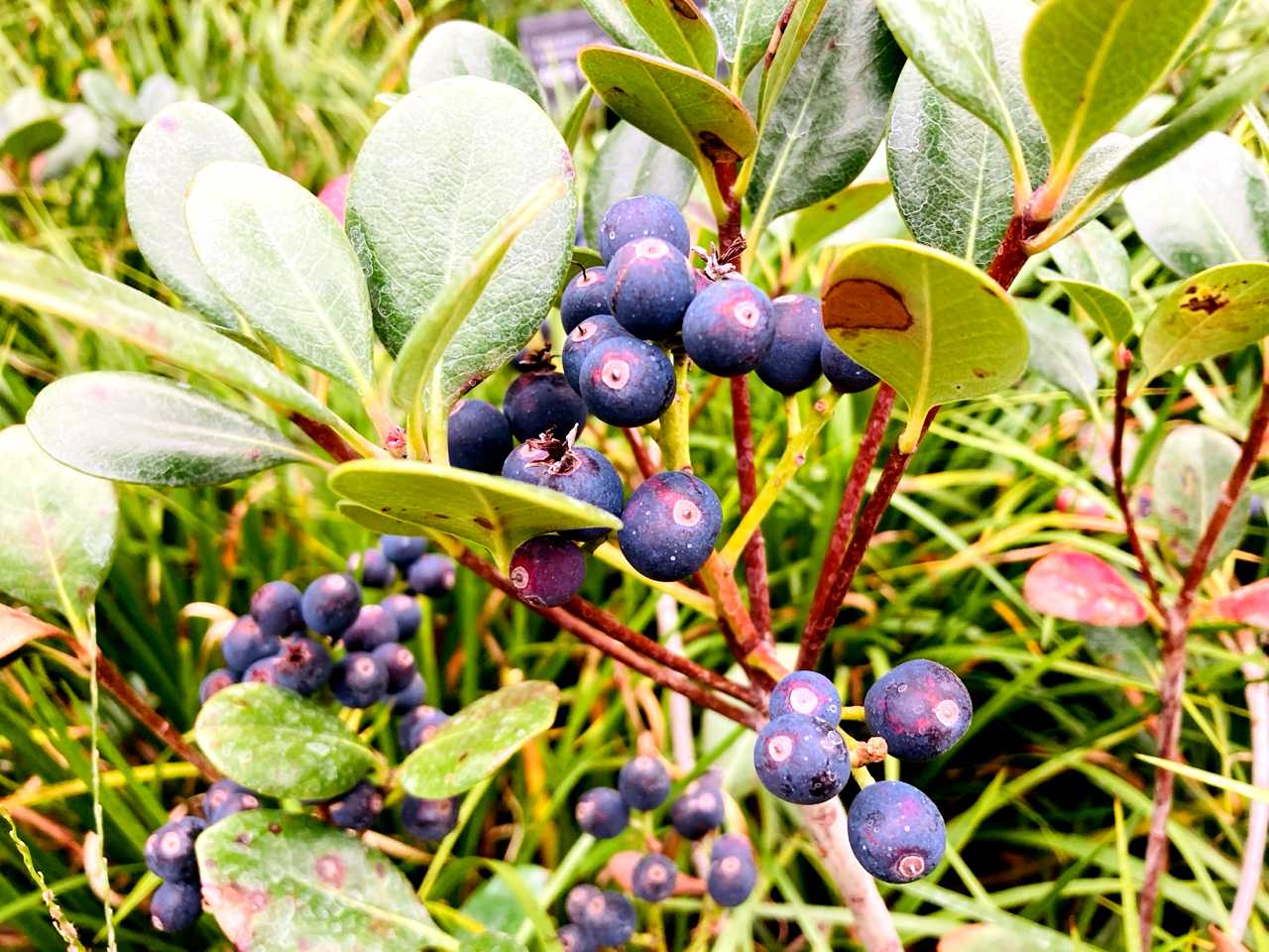 シャリンバイの実300本 シャリンバイの実の一覧｜🍀GreenSnap（グリーンスナップ）