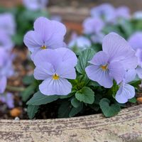 ビオラ,カラミンサ,花のある暮らし,ビオラ・パンジー,おうち園芸の画像