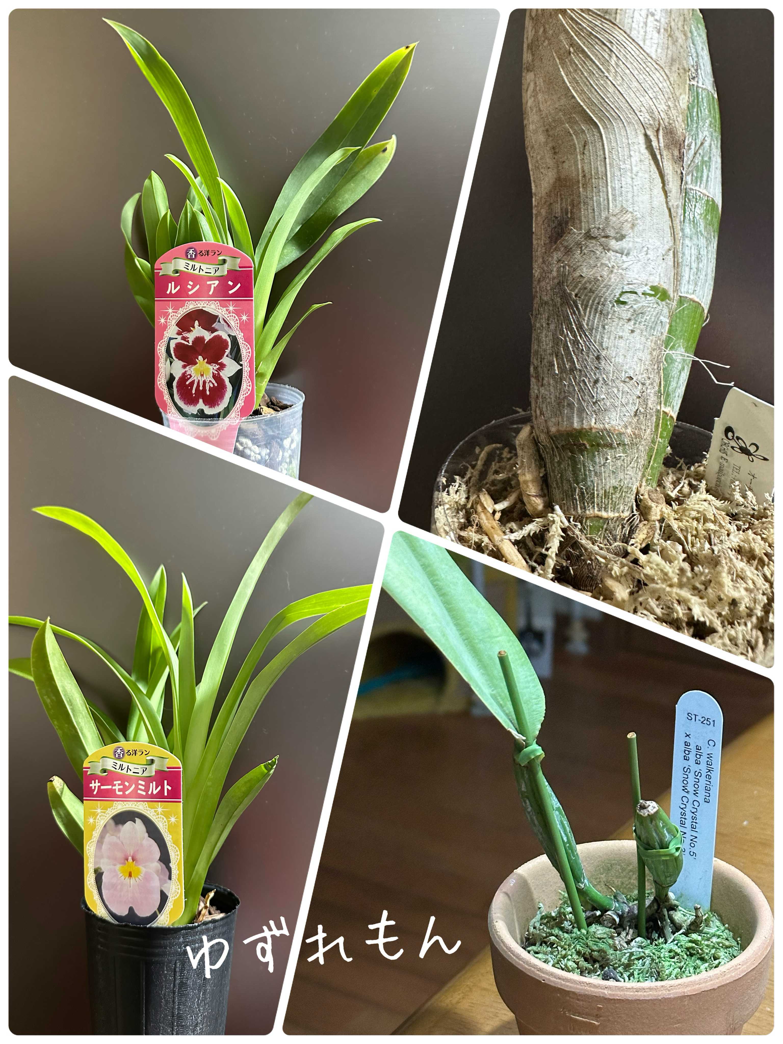 タケノコ蘭の一覧｜🍀GreenSnap（グリーンスナップ）