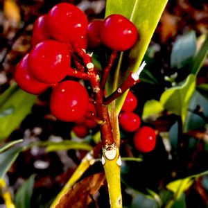 ミヤマシキミ,果実,ミカン科,常緑低木,植栽の画像