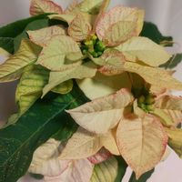 ポインセチア,ポインセチア,植物のある暮らし,植欲旺盛,#デュメンオレンジの画像