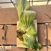 ビカクシダ,ビカクシダ エレファントティス,板付,観葉植物,シダ植物の画像