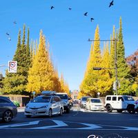 イチョウ,神宮外苑いちょう並木,山野草,神宮外苑銀杏並木,月曜日にビタミンカラーの画像