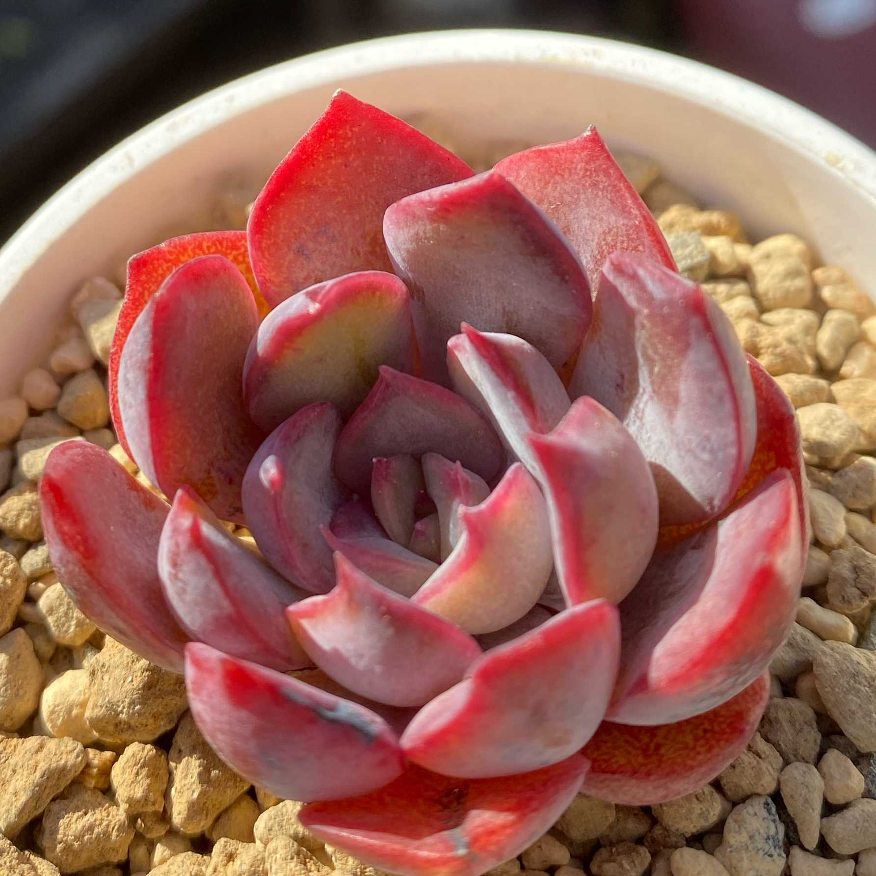 抜き苗✨毒りんご♥️ 2025年最新】毒りんご 多肉の人気アイテム - メルカリ