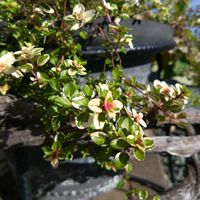 タイム,コプロスマ,原種シクラメン ヘデリフォリウム,キンギョソウ ブラックプリンス,クリスマスローズ  ステルニー ロッキーズの画像