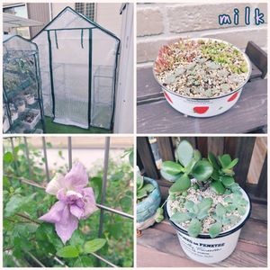 グリーンネックレス,クレマチス,爪蓮華,子持ち蓮華,薄紅蓮華の画像