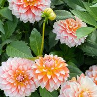 オータムスノー,花のある暮らし,緑のある暮らし,イングリッシュガーデン,師走の画像