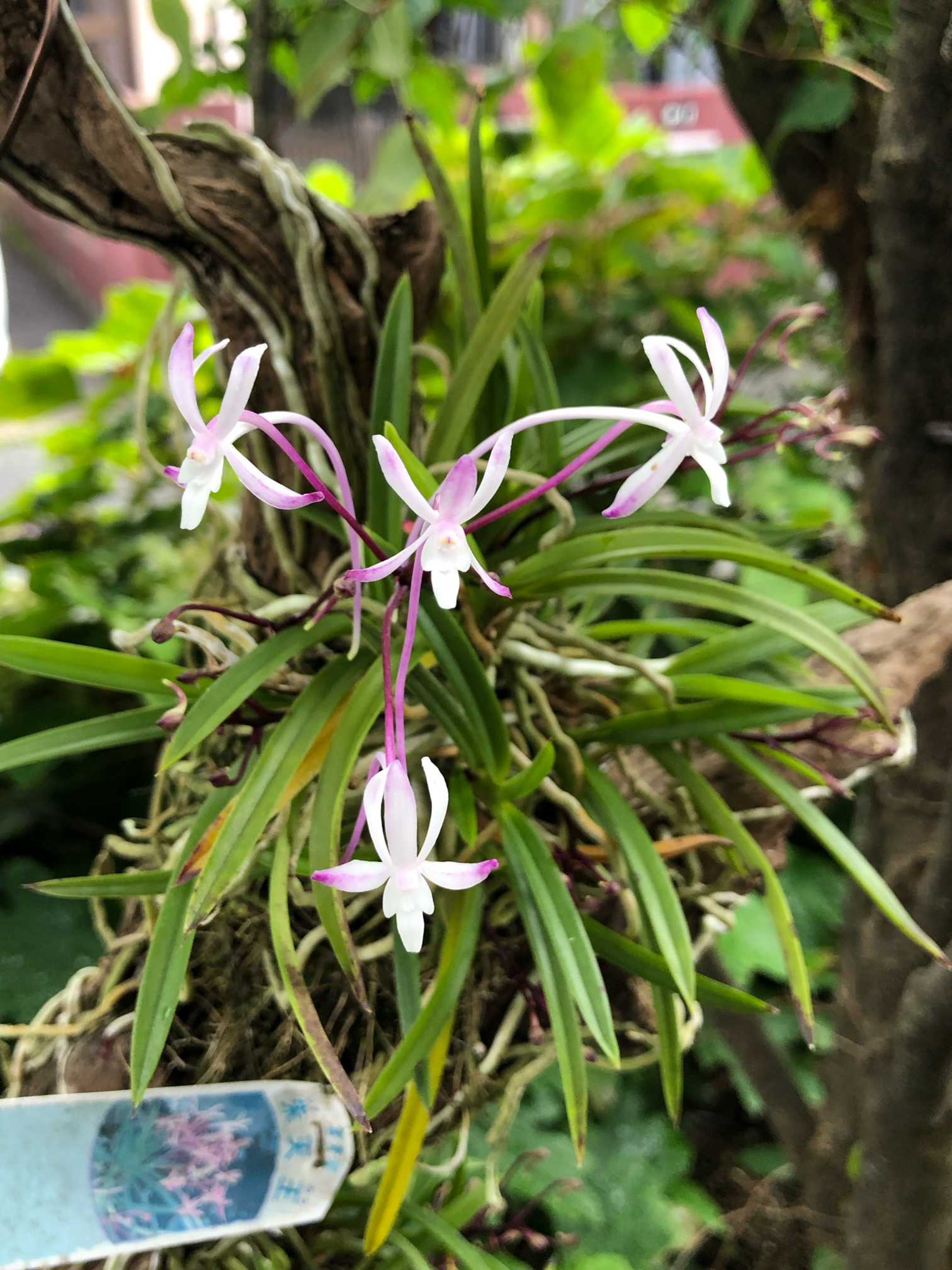 我が家のフウラン達の記録（着生編）｜🍀GreenSnap（グリーンスナップ）