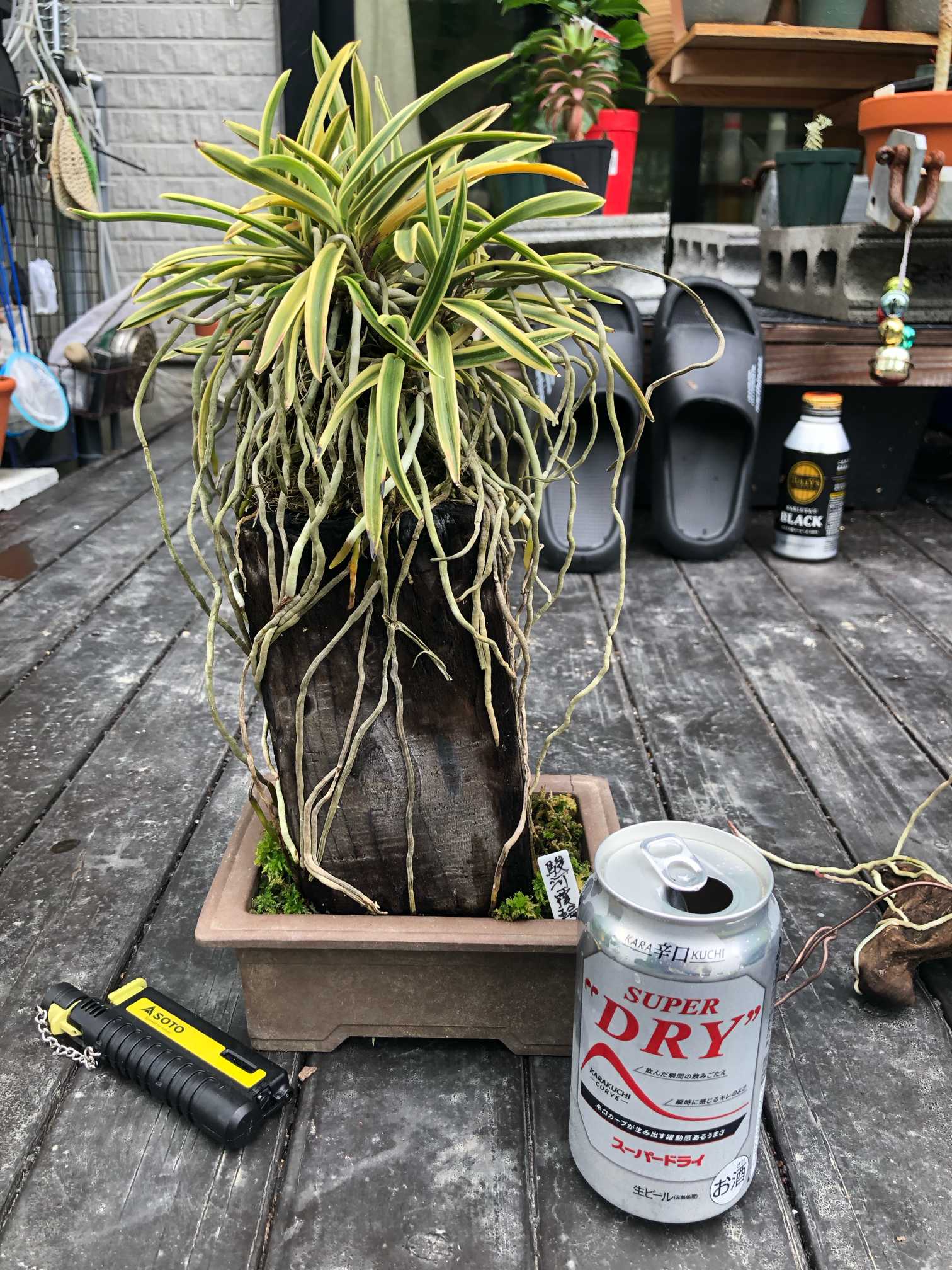 我が家のフウラン達の記録（着生編）｜🍀GreenSnap（グリーンスナップ）