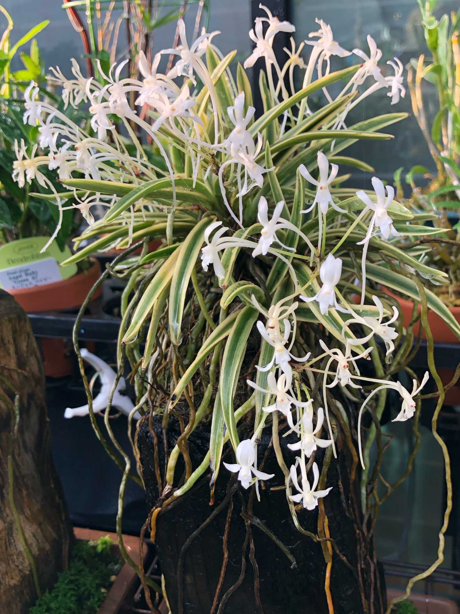 我が家のフウラン達の記録（着生編）｜🍀GreenSnap（グリーンスナップ）