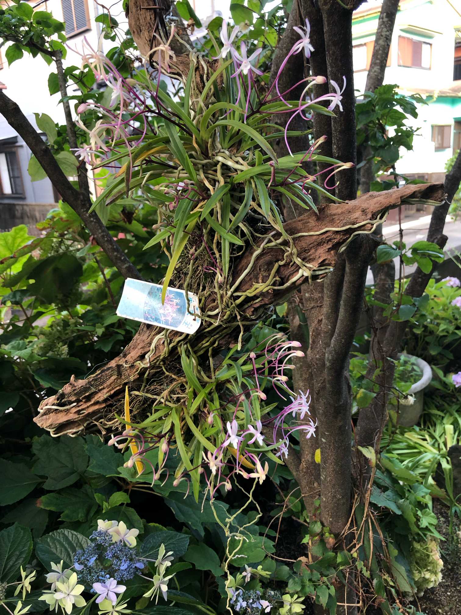 我が家のフウラン達の記録（着生編）｜🍀GreenSnap（グリーンスナップ）