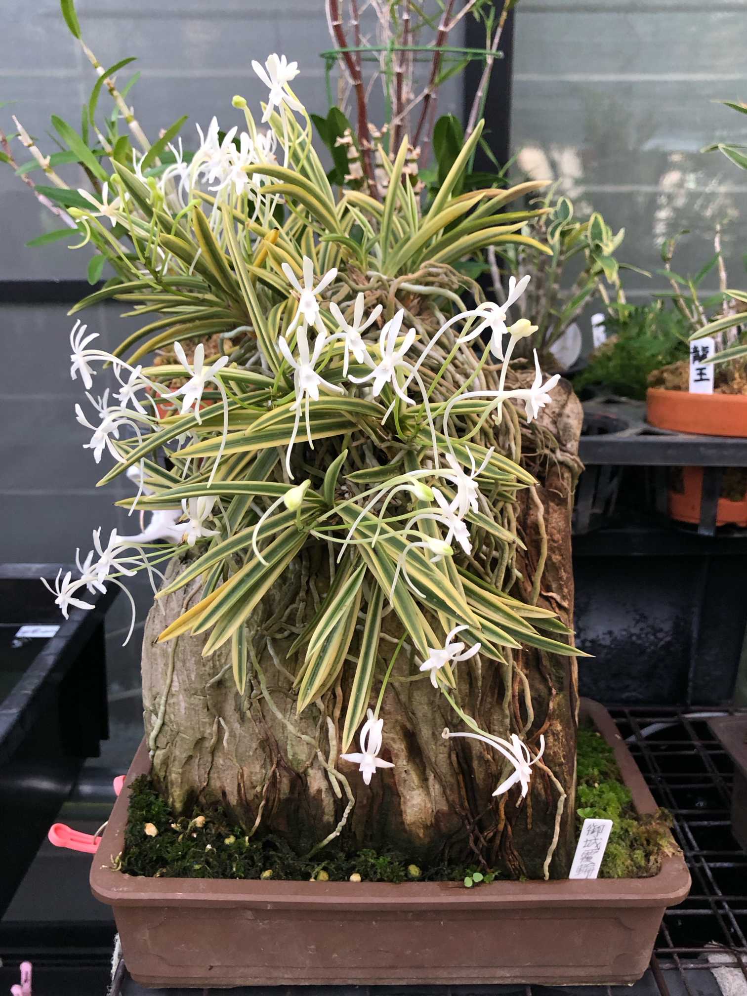 フウラン満開!!（参考！非売品） 我が家のフウラン達の記録（着生編）｜🍀GreenSnap（グリーンスナップ）