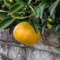 ミカン,実りの秋,お散歩道,今日のお花,秋ですねの画像