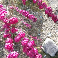 シンフォリカルポス,シンフォリカルポス,寒い朝,ワインレッド,花ある日々の画像