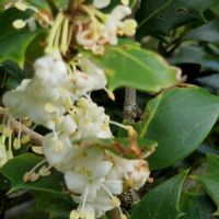 サザンカ,タンチョウソウ,ツバキ,ヒイラギ,ホトトギスの画像