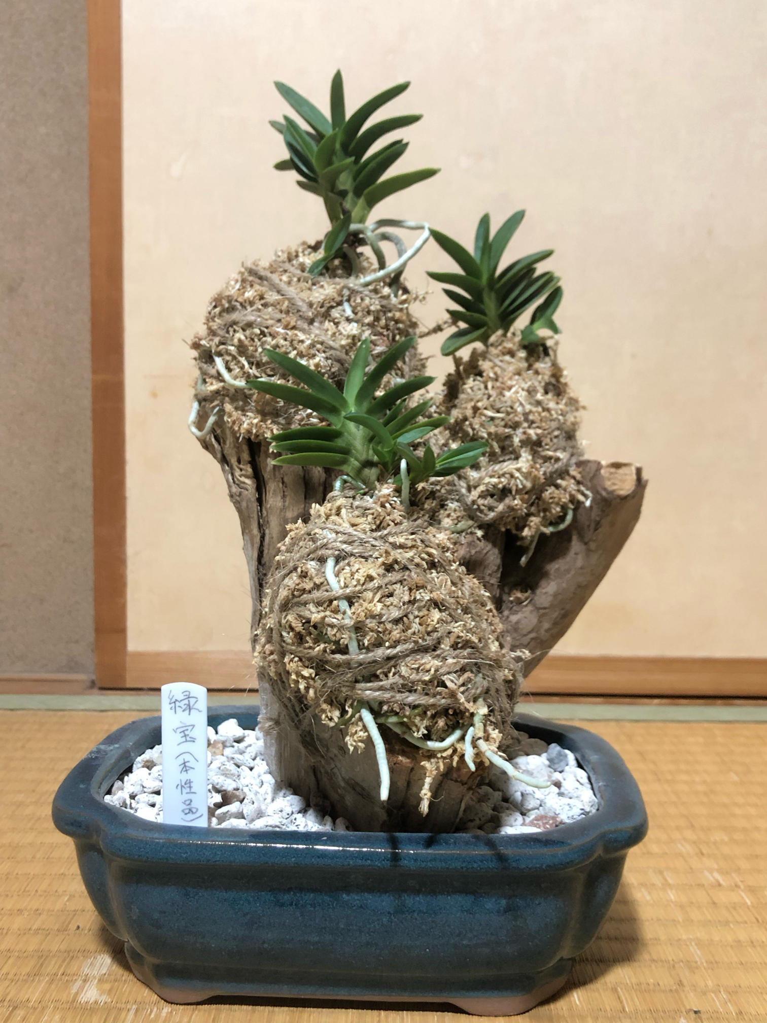 着生フウラン　風蘭　大株　2本 富貴蘭 風蘭 蘭 夕月 ユウヅキ 4本立 【現品】 8059-a