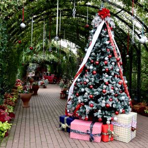 クリスマス,イングリッシュガーデン,トキメキ❤,広い庭の画像