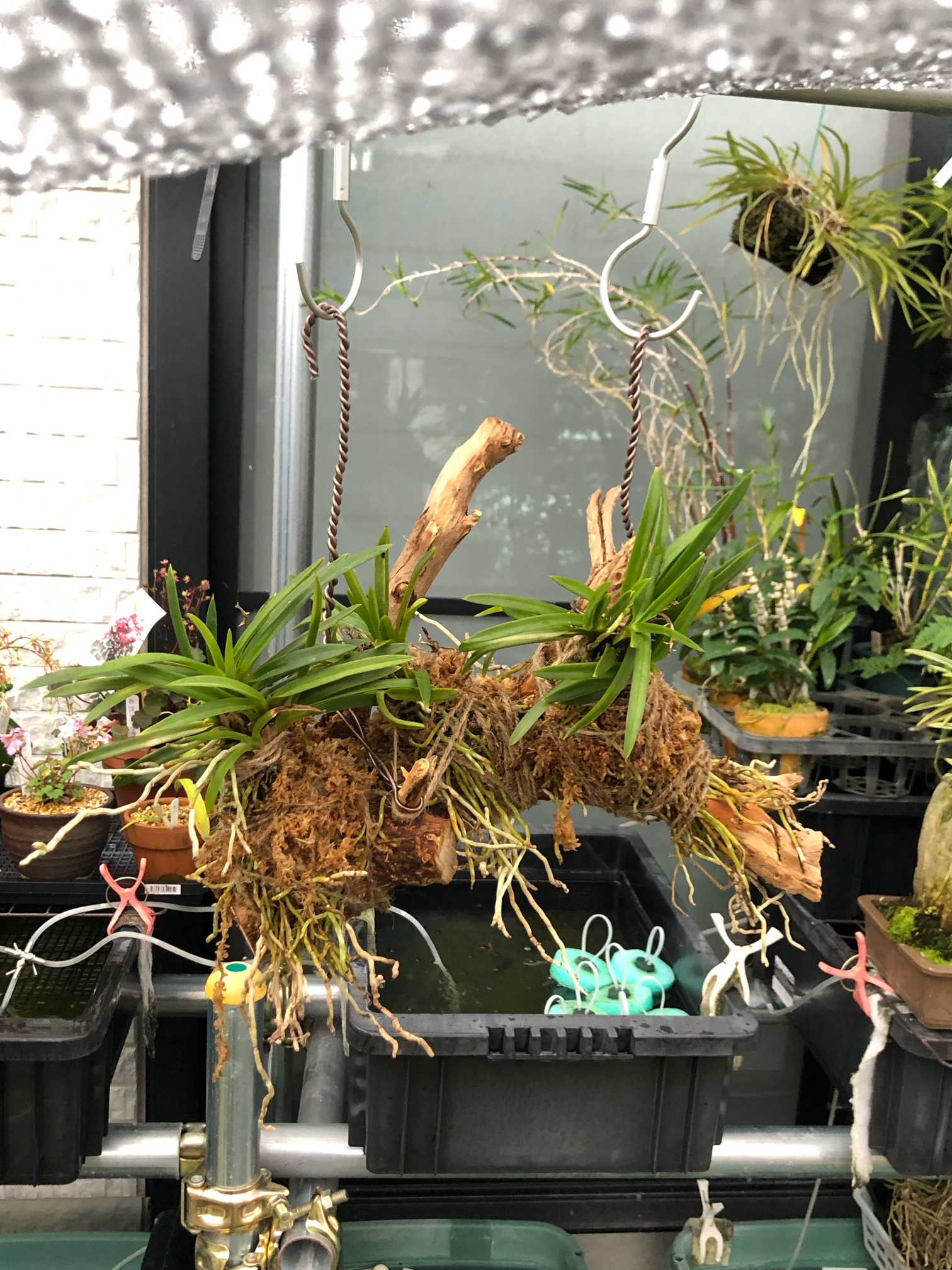 我が家のフウラン達の記録（着生編）｜🍀GreenSnap（グリーンスナップ）