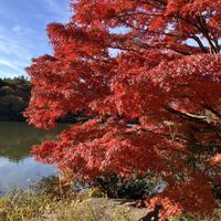 トロロアオイ,イロハモミジ,ヒロハホウキギク,ヒロハホウキギク,ヌルデの画像