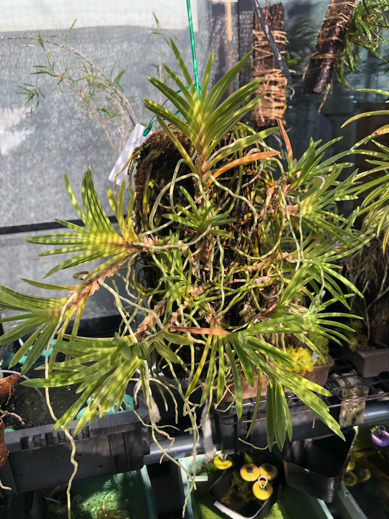 我が家のフウラン達の記録（着生編）｜🍀GreenSnap（グリーンスナップ）