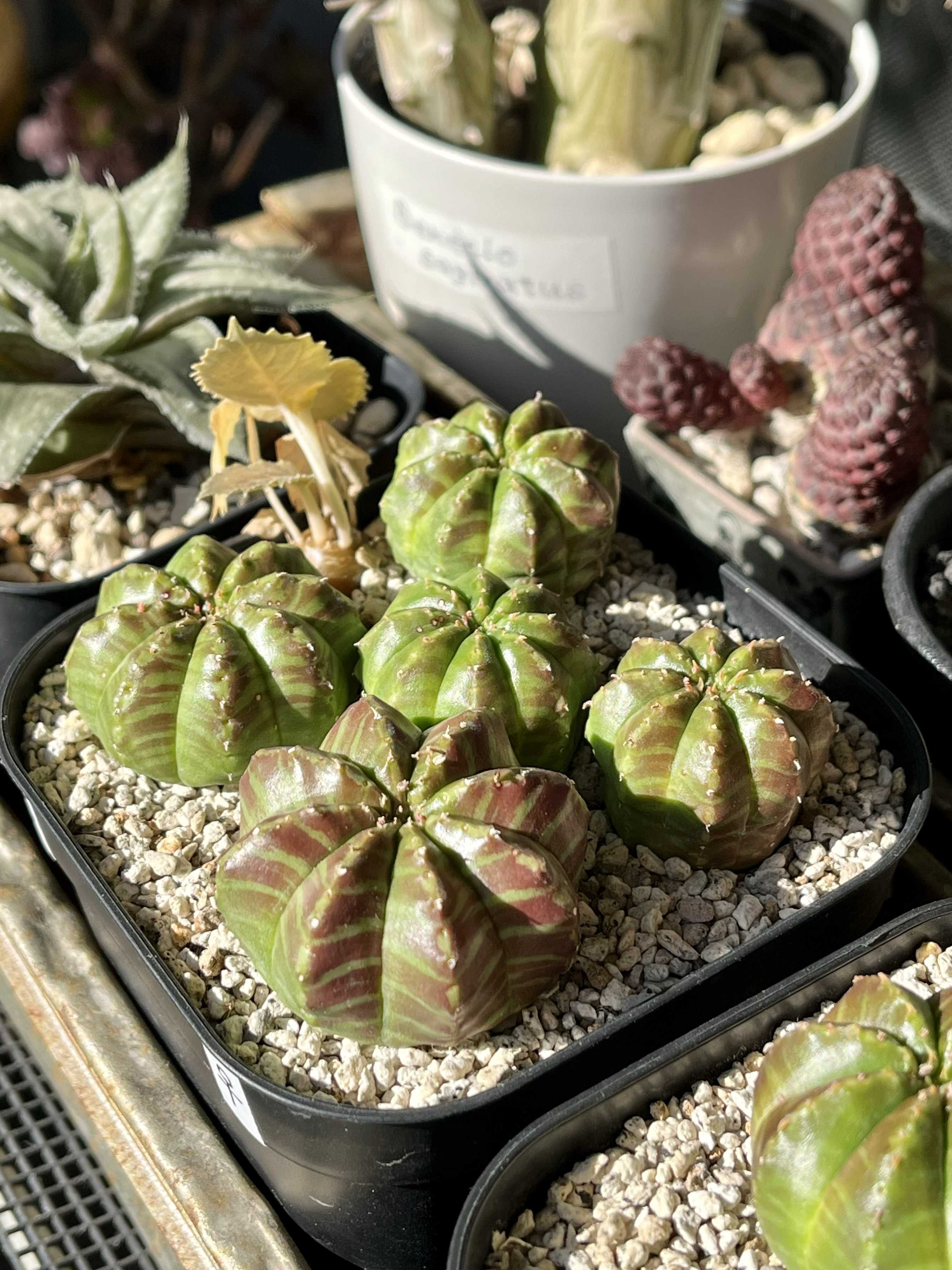 リドレイ ビカクシダ 大株 【公式通販】