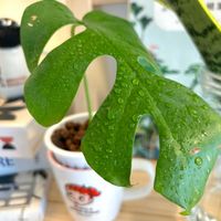 ヒメモンステラ,観葉植物,初心者の画像