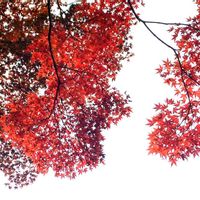 モミジ,紅葉,もみじ,モミジ(紅葉),ハートの形の画像