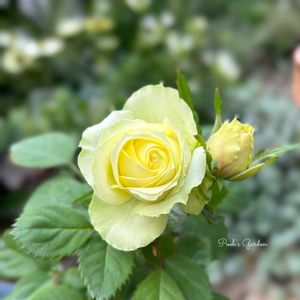 ミニバラ,ミニバラ ペパーミントコルダナ,癒し…♡,ずっとみてたい♡,Pooh’s Garden*ꕤの画像