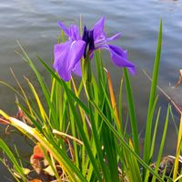 カキツバタ,燕子花,杜若,多年草,抽水植物の画像