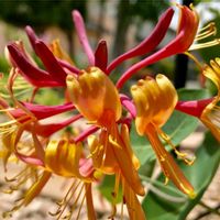 ハニーサックル,ハニーサックル ゴールドフレーム,黄色い花,ピンクの花,今日の花の画像