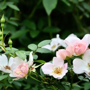 イングリッシュガーデン,秋の庭,ばら バラ 薔薇,トキメキ❤,広い庭の画像