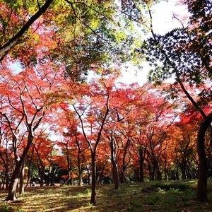 紅葉,イチョウ,カツラ,いろは紅葉,北の丸公園の画像