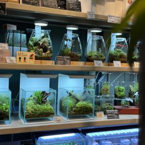 観葉植物,アクアリウム,テラリウム,園芸店,花のある暮らしの画像