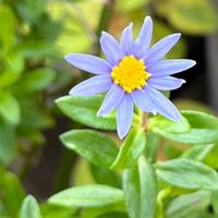 ミニバラ,フェリシア,薔薇 夏灯（なつともし）,花のある暮らし,植物に癒されての画像