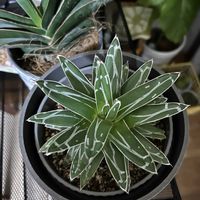 アガベ　笹の雪,サンセベリア・ロブスタブルー,リュウゼツラン科,センチュリープラントの画像
