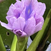 ホテイアオイ,水生植物,多年草,ミズアオイ科,庭の画像