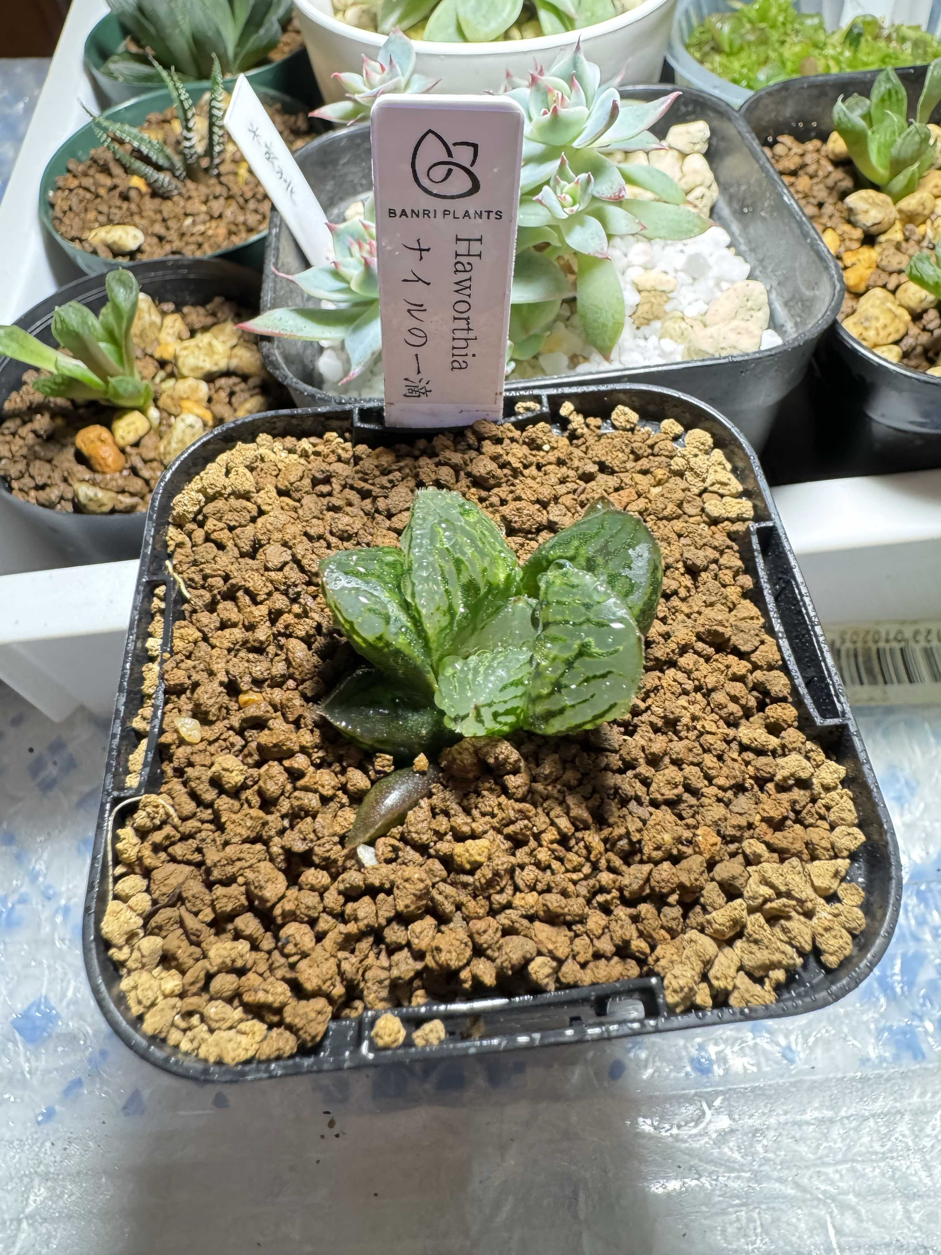 ナイルの一滴の一覧｜🍀GreenSnap（グリーンスナップ）
