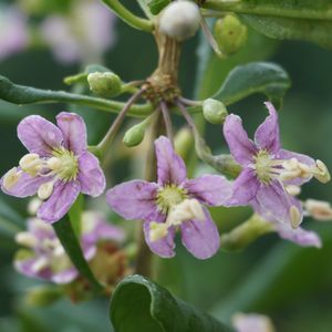 クコ,果実,庭木,バラ　フェンス,落葉低木の画像