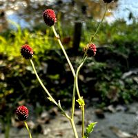 ワレモコウ,ワレモコウの花,ワレモコウの花,湿地,田んぼの畔の画像